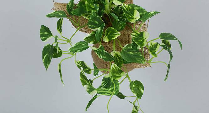 Nora Artificial Bonsai (Ivy) by Urban Ladder - Design 1 Side View - 456438