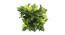 Nova Artificial Bonsai with Pot (Green_Ivy) by Urban Ladder - Design 1 Close View - 456557