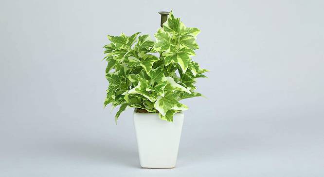 Zoey Artificial Bonsai with Pot (White Ivy) by Urban Ladder - Front View Design 1 - 457931