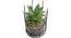 Taylor Artificial Bonsai with Pot (Green) by Urban Ladder - Cross View Design 1 - 457939