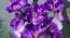 Sophie Artificial Flower (Dark-Purple) by Urban Ladder - Design 1 Side View - 457983