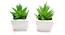Eliana Artificial Plant with Pot (Green) by Urban Ladder - Front View Design 1 - 