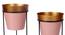 Deanna Planter Set of 2 (Gold, Pink & Matt Black) by Urban Ladder - Close View Design 1 - 