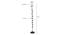 Robert Black Glass Shade Floor Lamp (Multicolor) by Urban Ladder - Design 1 Dimension - 493814