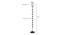 Winthrop Black Glass Shade Floor Lamp (Multicolor) by Urban Ladder - Design 1 Dimension - 493906