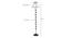 Orson Black Cotton Shade Floor Lamp (Multicolor) by Urban Ladder - Design 1 Dimension - 493907