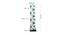 Tyra Multicolour Cotton Shade Floor Lamp (Multicolor) by Urban Ladder - Design 1 Dimension - 494136