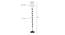 Brooke Black Cotton Shade Floor Lamp (White) by Urban Ladder - Design 1 Dimension - 494224