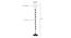 Blair Black Cotton Shade Floor Lamp (White) by Urban Ladder - Design 1 Dimension - 494439