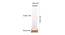 Jacques Multicolour Cotton Shade Floor Lamp (Multicolor) by Urban Ladder - Design 1 Dimension - 495039