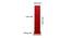 Miranda Maroon Cotton Shade Floor Lamp (Maroon) by Urban Ladder - Design 1 Dimension - 495040