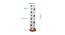 Orlando Multicolour Cotton Shade Floor Lamp (Multicolor) by Urban Ladder - Design 1 Dimension - 495046