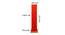 Jacques Orange Cotton Shade Floor Lamp (Orange) by Urban Ladder - Design 1 Dimension - 495159