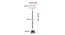 Elin White Cotton Shade Floor Lamp (White) by Urban Ladder - Design 1 Dimension - 495357