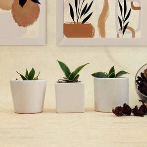 Planters Design White Ceramic Planter - Set of 3