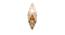 Midhope Brass Metal Wall Light (Brass) by Urban Ladder - Design 1 Full View - 527737