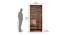 Ankara Veneer 2 Door Wardrobe in Walnut Finish (Melamine Finish) by Urban Ladder - Design 1 Dimension - 545058