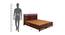 Catherine Solid Wood King Size Hydraulic Storage Bed in Walnut  Finish (Walnut Finish, Queen Bed Size) by Urban Ladder - Design 1 Dimension - 563841
