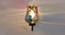 John Multicolor Glass Wall Light (Multicolor) by Urban Ladder - Front View Design 1 - 609250