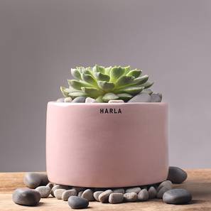 Planters Design Pink Ceramic Planter