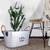 Planters