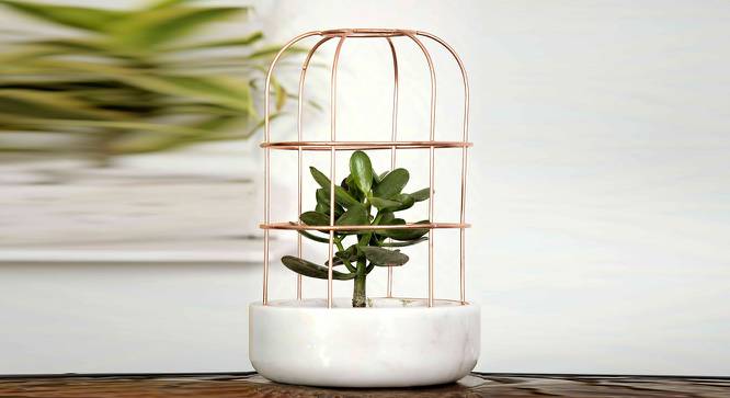 Tyler White Marble Planter (White) by Urban Ladder - Front View Design 1 - 652299