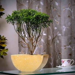 Yellow Marble Planter-image-15