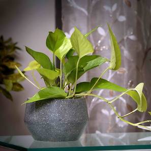 Grey Marble Planter-image-14