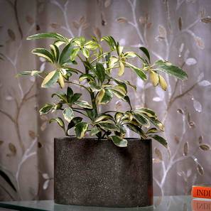 posh n plush Grey Marble Planter-picture-11