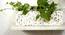 Catrice White Marble Planter (White) by Urban Ladder - Front View Design 1 - 654948
