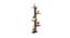 BLUEWUD Alaire Engineered Wood Wall Decor Shelf, Display Rack (Wenge) (Wenge Finish) by Urban Ladder - Front View Design 1 - 678966