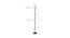 Audrey Multicolour Glass Floor Lamp with Black Iron Base (Black) by Urban Ladder - Design 1 Dimension - 685509