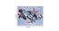 Shells Star Fish Canvas Painting (Multicoloured) by Urban Ladder - Design 1 Dimension - 728813