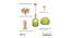 Danette Hanging Lamp (Green, Matt Gold & Brass) by Urban Ladder - Ground View Design 1 - 769439