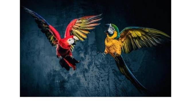 Beautiful Parrots Painting - 24 x 16 inch (multi-color) by Urban Ladder - Front View Design 1 - 799470