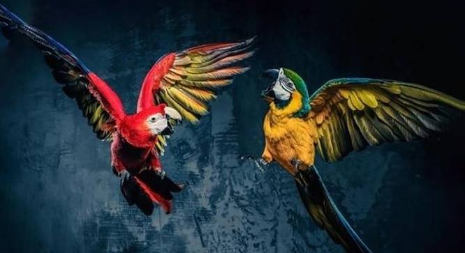 Beautiful Parrots Painting - 24 x 16 inch (multi-color) by Urban Ladder - Design 1 Side View - 799490