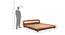Humphrey Queen Size Bed Without Stotage (Teak Finish, Queen Bed Size) by Urban Ladder - Design 1 Dimension - 817657