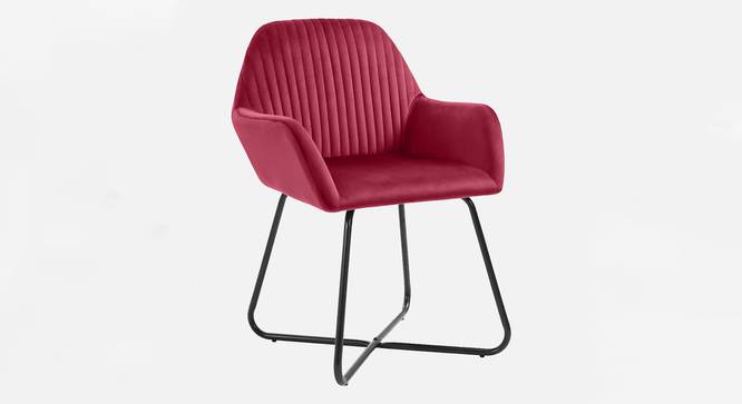 Chase Lounge chair with Black Star Steel Legs in Maroon Color (Red) by Urban Ladder - Front View Design 1 - 819376