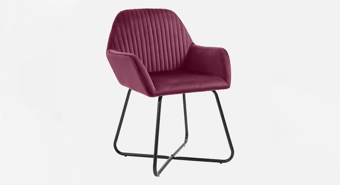 Chase Lounge chair with Black Star Steel Legs in Maroon Color (Maroon) by Urban Ladder - Front View Design 1 - 819493