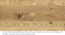 Faye Chest of Drawers Finish - Natural white Ash (Natural White Ash Finish) by Urban Ladder - Zoomed Image Design 1 - 863536