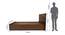 Hera Solidwood Headbord With Box Storage - Queen Engineered Wood Bed (Walnut Finish, Brown, Queen Bed Size, Box Storage Type) by Urban Ladder - - 