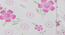 Darby   Multicolour Floral 300 TC Cotton Blend Fitted Double Bedsheet with 2 Pillow Covers (King Size, Multi) by Urban Ladder - - 