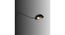 Swiveling Black Metal Wall Light by SS Lightings (Black) by Urban Ladder - - 