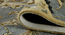Andrena 8X10 Feet Wool Carpets (Silver, 8 x 10 Feet Carpet Size) by Urban Ladder - Ground View Design 1 - 990538